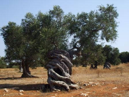 Olive tree - Puglia - Itria Valley - Walking
