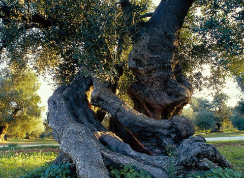 Olive tree, Puglia