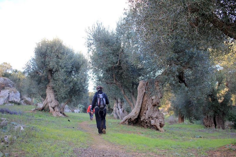 Olive trees - Puglia - Walking tours