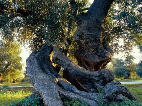 Olive tree - Apulia - Cycling in Puglia